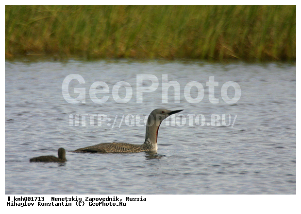 �������� ������, ��������, ��������, ��������, �����������, ������� �����, ������� �����, XYZ, ���������, Gaviidae, ����������� ������, Gavia stellata